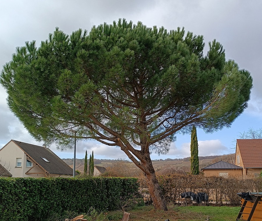 Taille & soin des arbres